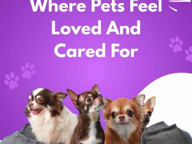 where-pets-feel-loved-and-cared-for