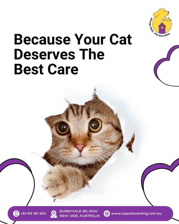 because-your-cat-deserves-the-best-care-big-0