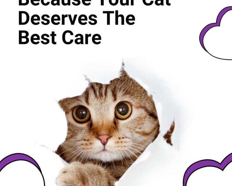 because-your-cat-deserves-the-best-care