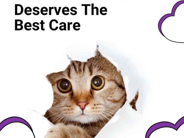 because-your-cat-deserves-the-best-care
