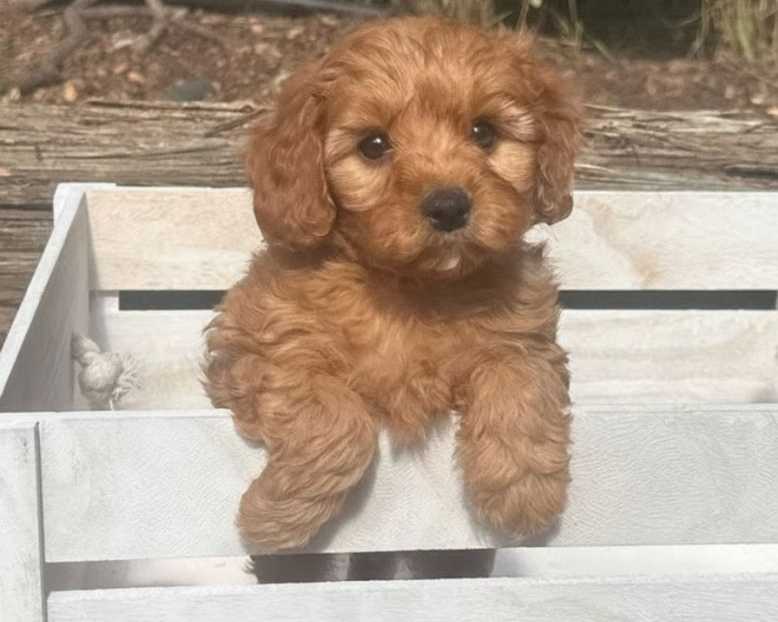 toy-cavoodle-puppies-qld-healthy-happy-and-sorta-ready