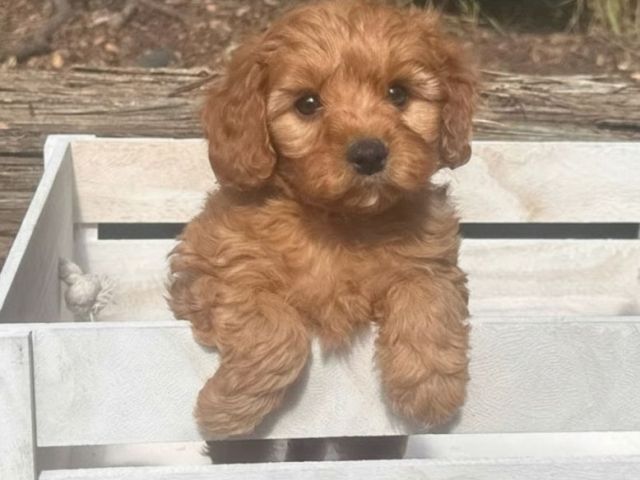 toy-cavoodle-puppies-qld-healthy-happy-and-sorta-ready