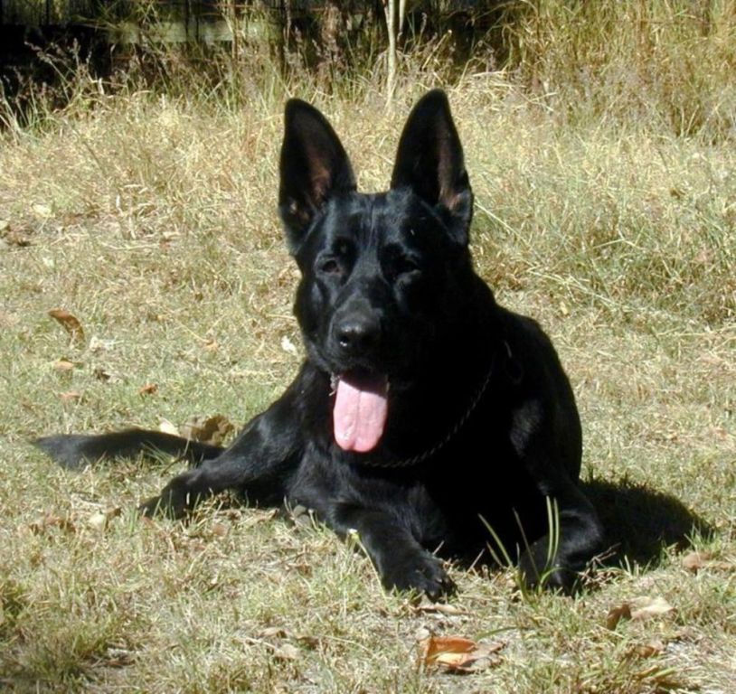 black-german-shepherd-puppies-qld-intellligent-companions-big-0
