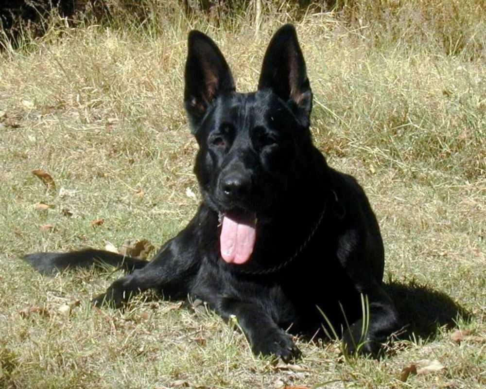 black-german-shepherd-puppies-qld-intellligent-companions
