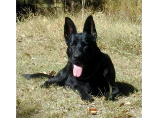 black-german-shepherd-puppies-qld-intellligent-companions-small-0