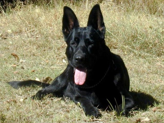 black-german-shepherd-puppies-qld-intellligent-companions