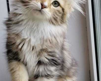 about-rio-how-to-find-a-siberian-kitten