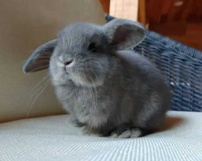 perfect-bunny-roger-male