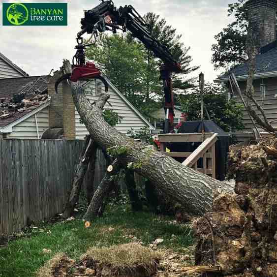 how-much-does-tree-removal-cost-in-melbourne-big-0