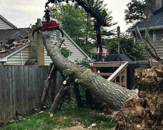 how-much-does-tree-removal-cost-in-melbourne