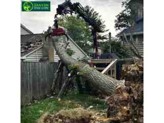 how-much-does-tree-removal-cost-in-melbourne-small-0
