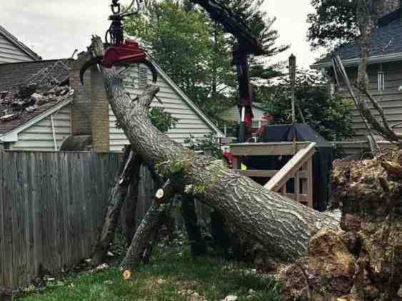 how-much-does-tree-removal-cost-in-melbourne