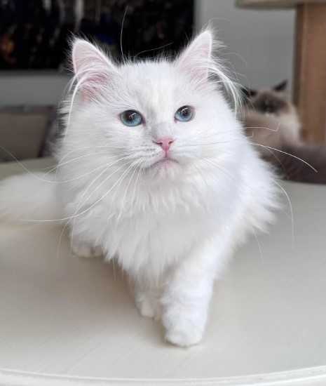 about-tia-places-buy-siberian-kittens-big-0