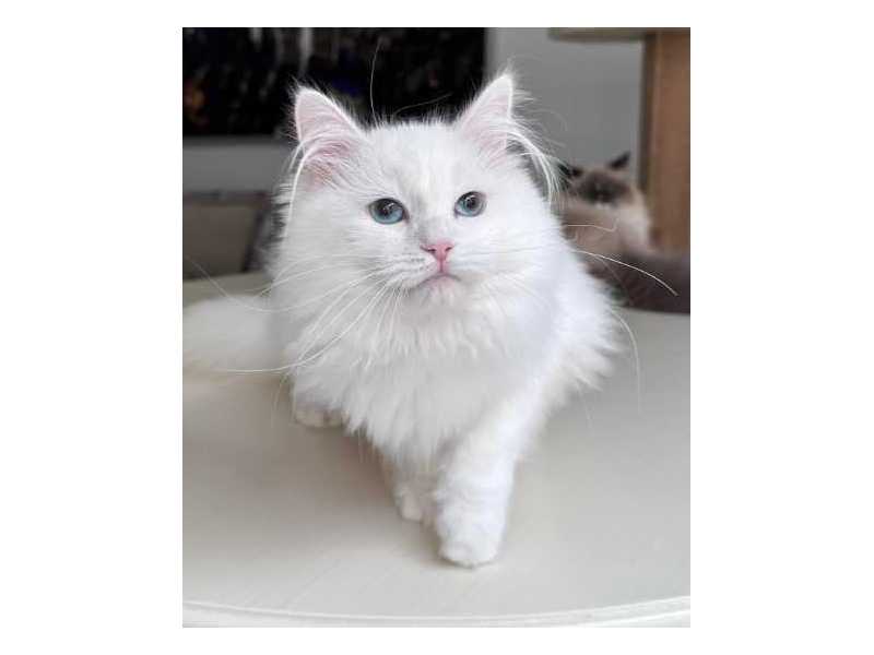 about-tia-places-buy-siberian-kittens-small-0