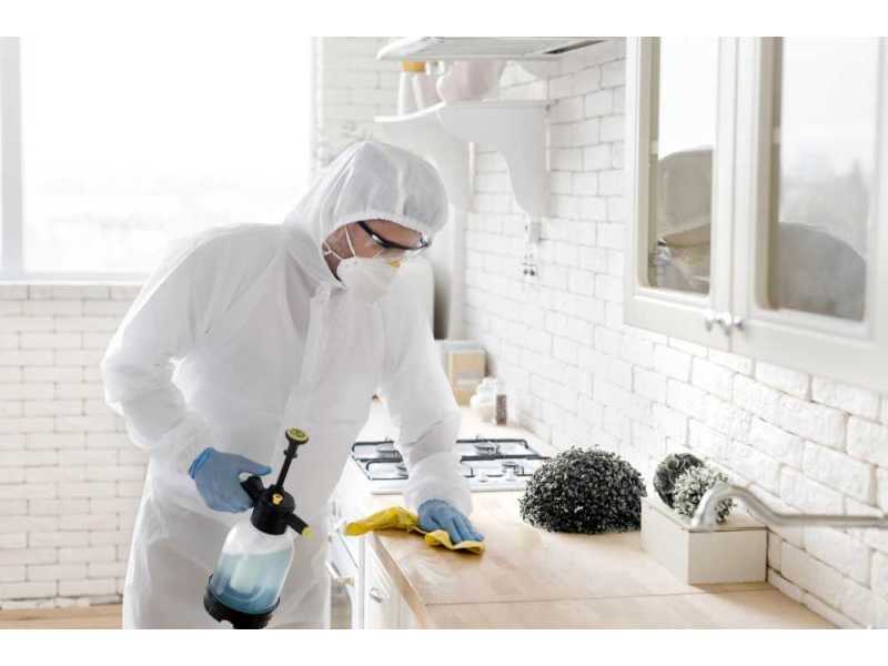 expert-pest-control-services-for-north-shore-homes-businesses-small-0