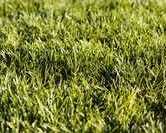 best-artificial-grass-perth-for-beautiful-outdoor-spaces