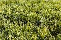 best-artificial-grass-perth-for-beautiful-outdoor-spaces-big-0