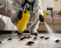 best-emergency-pest-control-in-greenvale