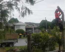 best-service-for-tree-lopping-in-capalaba