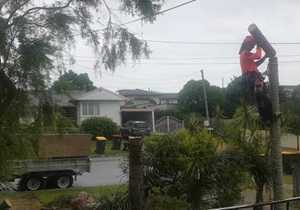 best-service-for-tree-lopping-in-capalaba-big-0