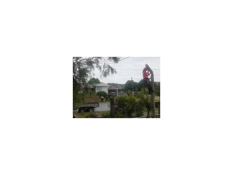 best-service-for-tree-lopping-in-capalaba-small-0