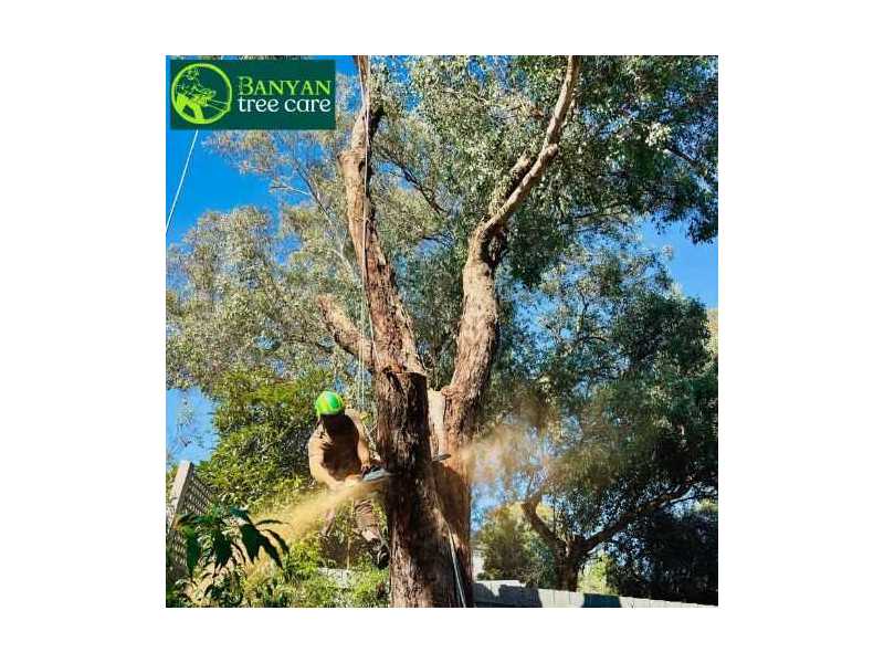 professional-tree-cutters-melbourne-for-safe-and-efficient-tree-care-small-0