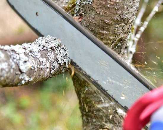 tree-cutting-dural