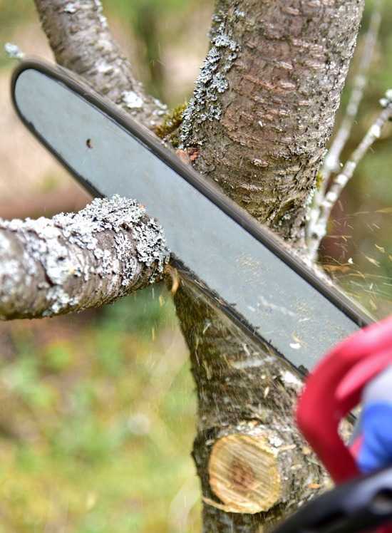tree-cutting-dural-big-0