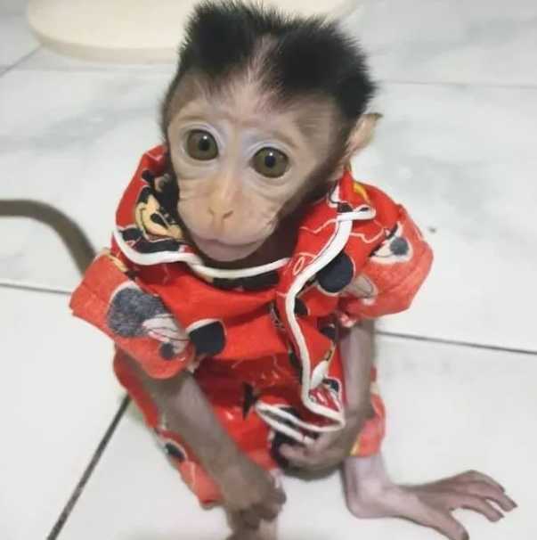 richard-male-macaque-big-0