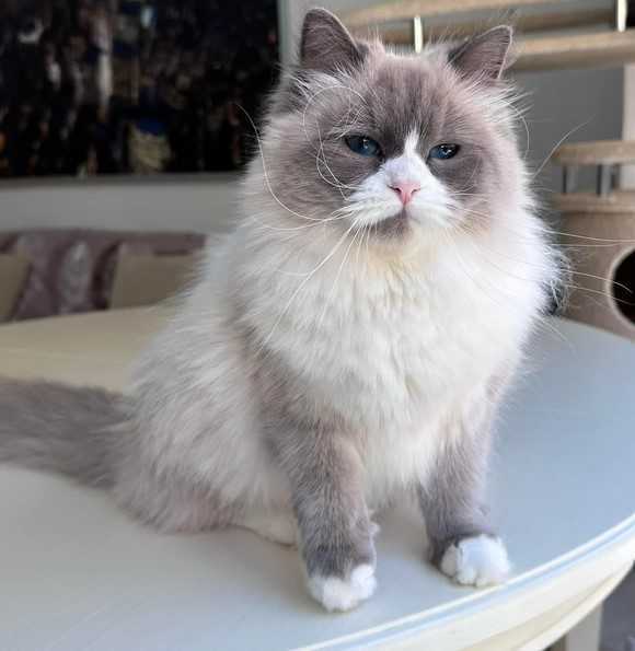 meet-rex-siberian-kitten-big-0
