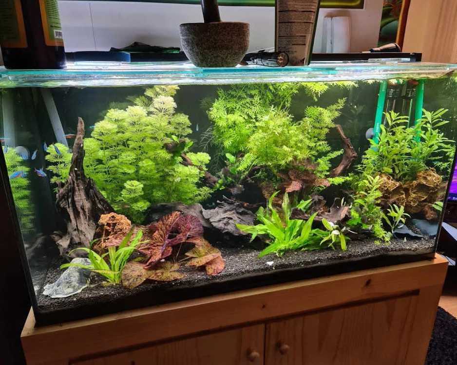 oasis-aquariums-quality-aquarium-store-in-sydney