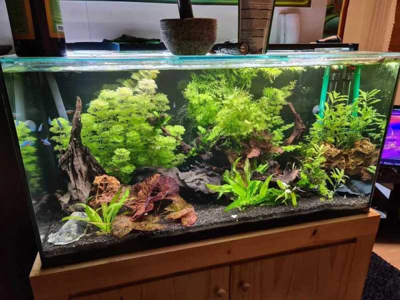 oasis-aquariums-quality-aquarium-store-in-sydney-small-0