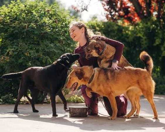 fun-filled-days-at-dog-day-care-sydney