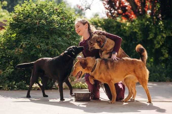 fun-filled-days-at-dog-day-care-sydney-big-0