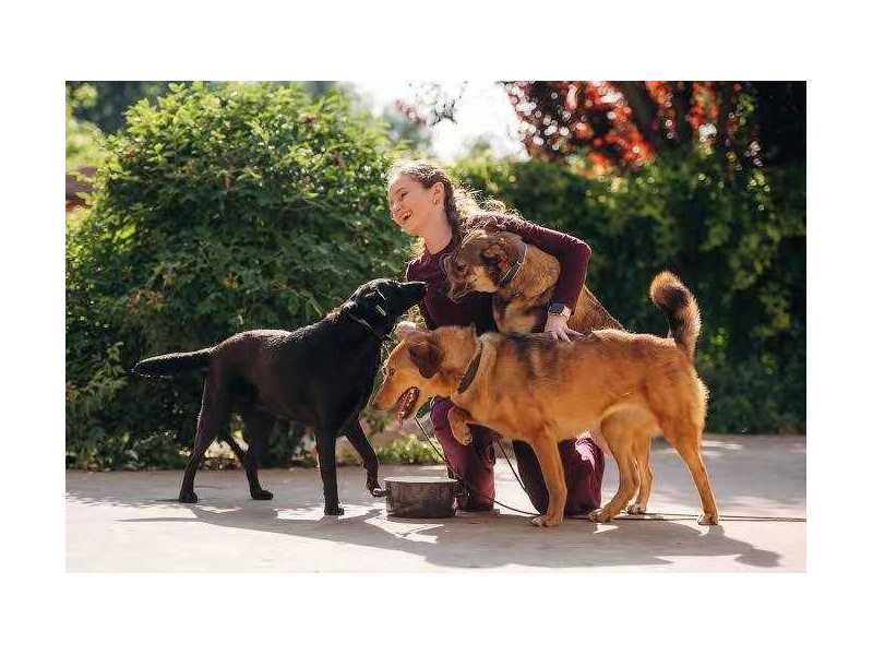 fun-filled-days-at-dog-day-care-sydney-small-0