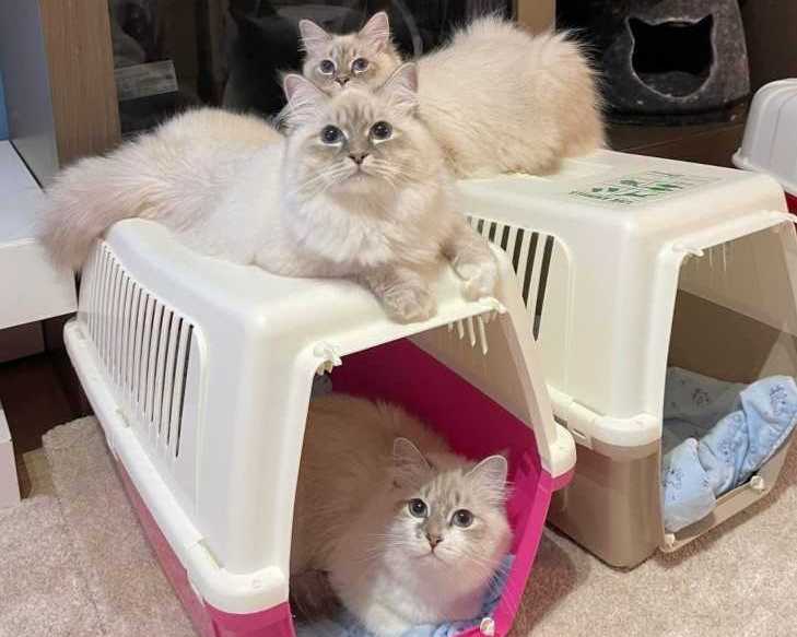fluffy-snow-siberians-best-siberian-kittens