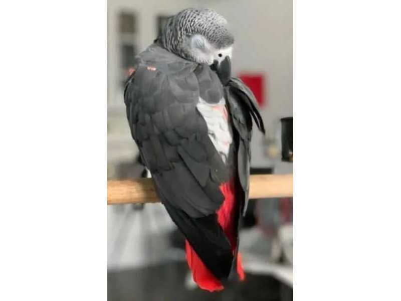 super-african-grey-parrot-for-sale-small-0