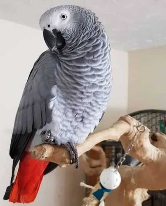excellent-african-grey-parrot-big-0