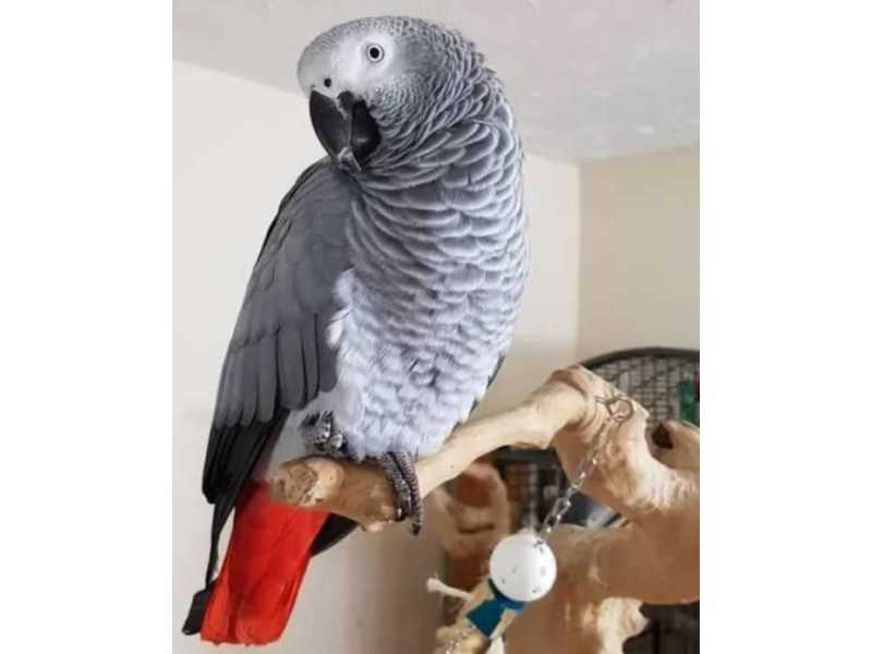 excellent-african-grey-parrot-small-0