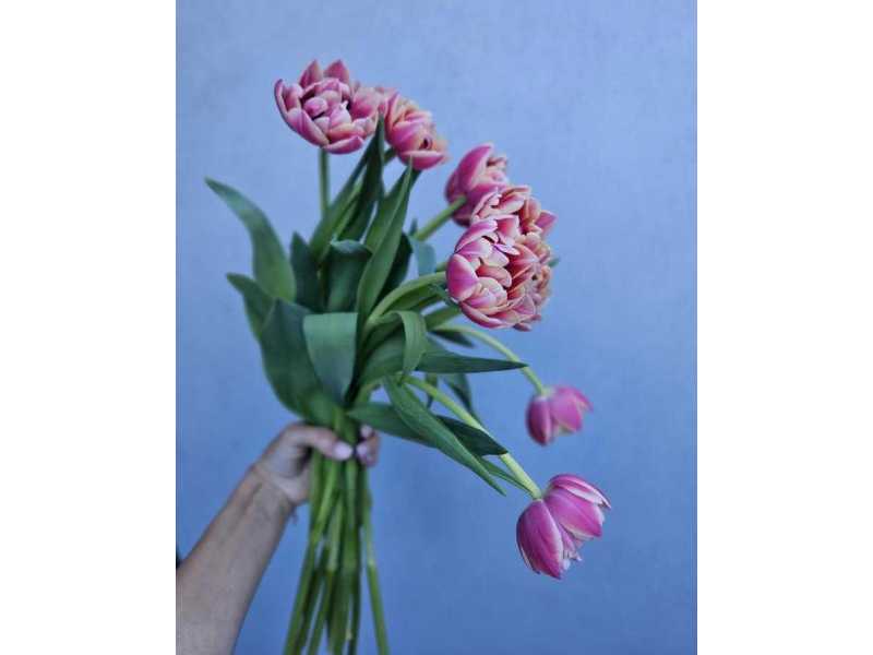 beautiful-birthday-flowers-sydney-to-make-every-celebration-special-small-0