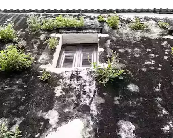 toxic-spores-growing-black-mould-removal-brisbane