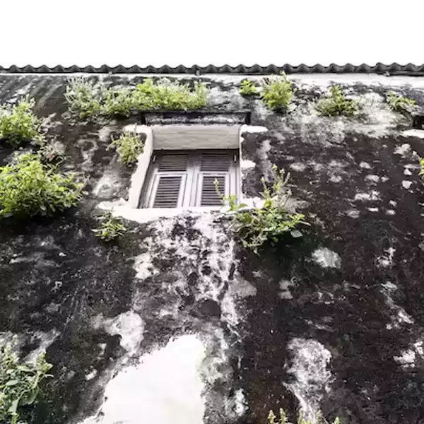 toxic-spores-growing-black-mould-removal-brisbane-big-0