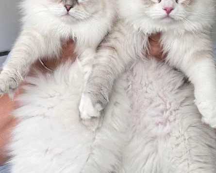 healthy-siberian-kittens-for-sale