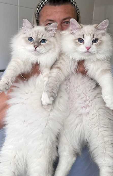 healthy-siberian-kittens-for-sale-big-0
