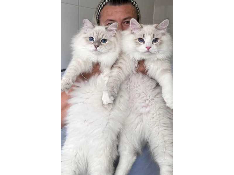 healthy-siberian-kittens-for-sale-small-0