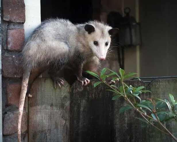 possum-removal-melbourne