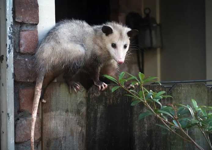 possum-removal-melbourne-big-0
