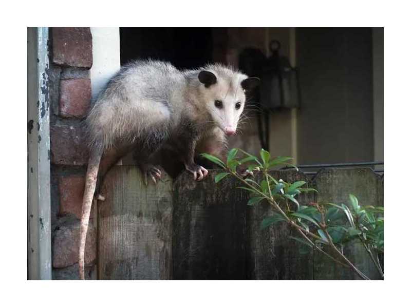 possum-removal-melbourne-small-0