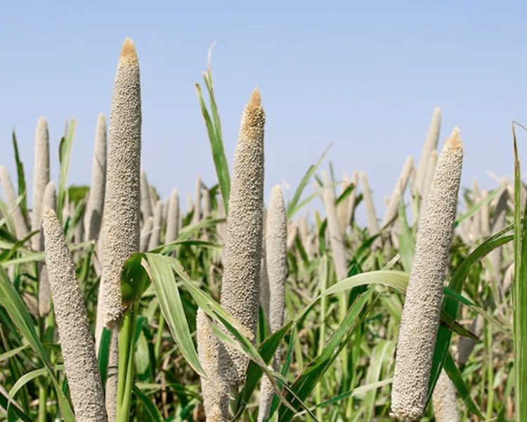 buy-pearl-millet-bajra-online-in-australia