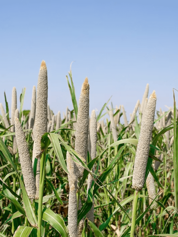 buy-pearl-millet-bajra-online-in-australia-big-0